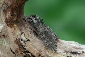 Attēlu rezultāti vaicājumam “Scapania mucronata macro”