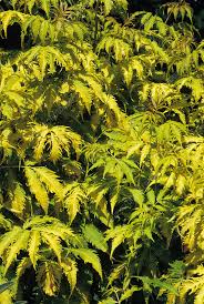 Attēlu rezultāti vaicājumam “Sambucus racemosa leaf”