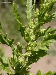 Image result for Chenopodium ambrosioides