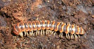 Attēlu rezultāti vaicājumam “Diplopoda”