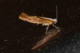 Attēlu rezultāti vaicājumam “Argyresthia albistria”