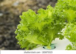 Attēlu rezultāti vaicājumam “Lactuca sativa”