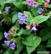 Image result for Lungenkraut