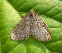 Attēlu rezultāti vaicājumam “Operophtera”