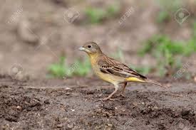 Image result for Emberiza melanocephala