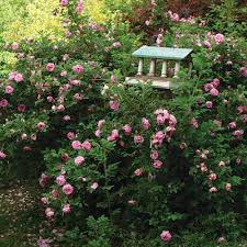 Attēlu rezultāti vaicājumam “xComagaria rosea”