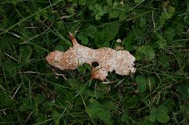 Attēlu rezultāti vaicājumam “Fuligo septica var. rufa”