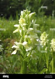 Attēlu rezultāti vaicājumam “Dactylorhiza ochroleuca flower”
