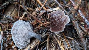 Attēlu rezultāti vaicājumam “Thelephora terrestris”