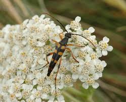 Attēlu rezultāti vaicājumam “Strangalia attenuata”