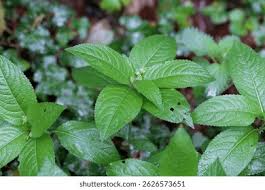 Attēlu rezultāti vaicājumam “Mercurialis perennis leaf”