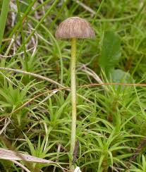 Attēlu rezultāti vaicājumam “Mycena epipterygia”