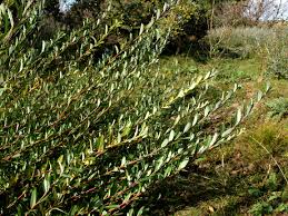 Attēlu rezultāti vaicājumam “Salix x doniana flower”
