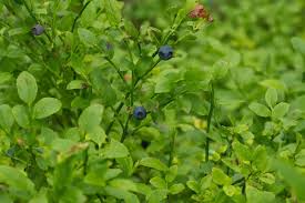 Attēlu rezultāti vaicājumam “Vaccinium myrtillus leaf”