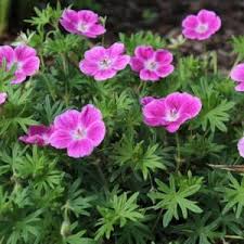 Attēlu rezultāti vaicājumam “Geranium sanguineum”