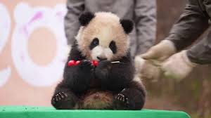 Image result for pandas