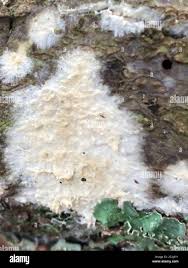 Attēlu rezultāti vaicājumam “Coniophora puteana”