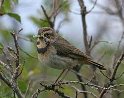 Attēlu rezultāti vaicājumam “Luscinia svecica adult”