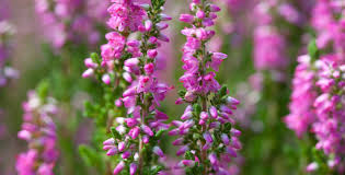 Attēlu rezultāti vaicājumam “Calluna vulgaris fruit”