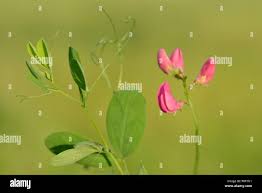 Attēlu rezultāti vaicājumam “Lathyrus tuberosus bud”