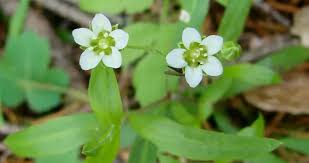 Attēlu rezultāti vaicājumam “Caryophyllaceae”