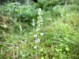 Attēlu rezultāti vaicājumam “Goodyera repens flower”