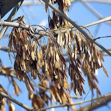 Attēlu rezultāti vaicājumam “Fraxinus excelsior fruit”