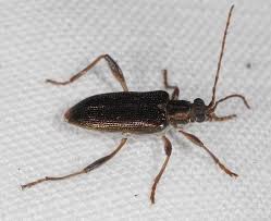 Attēlu rezultāti vaicājumam “Donacia”