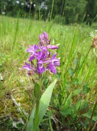 Attēlu rezultāti vaicājumam “Dactylorhiza majalis subsp. baltica bud”