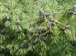 Attēlu rezultāti vaicājumam “Pinus sibirica”