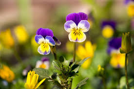 Attēlu rezultāti vaicājumam “Viola tricolor flower”