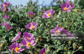 Attēlu rezultāti vaicājumam “Cistaceae”