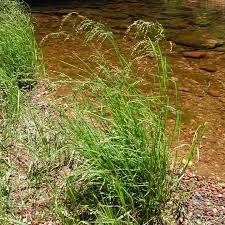 Attēlu rezultāti vaicājumam “Glyceria striata”