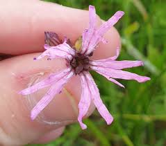 Attēlu rezultāti vaicājumam “Anthyllis maritima bud”