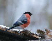 Attēlu rezultāti vaicājumam “Pyrrhula pyrrhula”