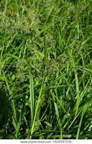 Attēlu rezultāti vaicājumam “Scirpus sylvaticus flower”