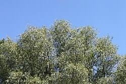 Attēlu rezultāti vaicājumam “Salix alba”