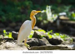 Attēlu rezultāti vaicājumam “Ciconiiformes”