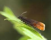 Attēlu rezultāti vaicājumam “Pammene rhediella”