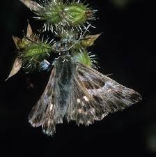 Attēlu rezultāti vaicājumam “Carcharodus floccifera upperside”