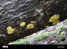 Attēlu rezultāti vaicājumam “Fuligo luteonitens macro”