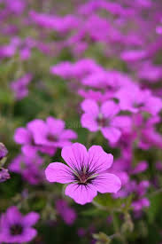 Image result for Geranium `Sandrine`