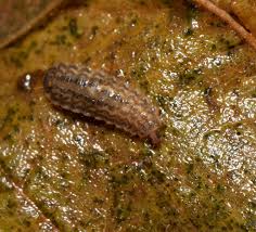 Attēlu rezultāti vaicājumam “Euura brevicornis larva”