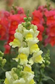 Image result for Antirrhinum majus