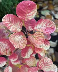 Attēlu rezultāti vaicājumam “Cotinus coggygria leaf”
