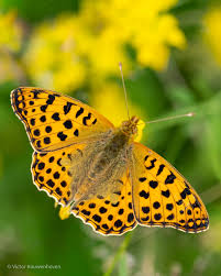 Attēlu rezultāti vaicājumam “Issoria lathonia”