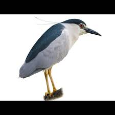Image result for Nycticorax nycticorax