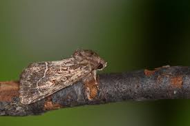 Attēlu rezultāti vaicājumam “Thalpophila matura”