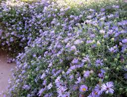 Image result for Aster