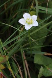 Attēlu rezultāti vaicājumam “Parnassiaceae”